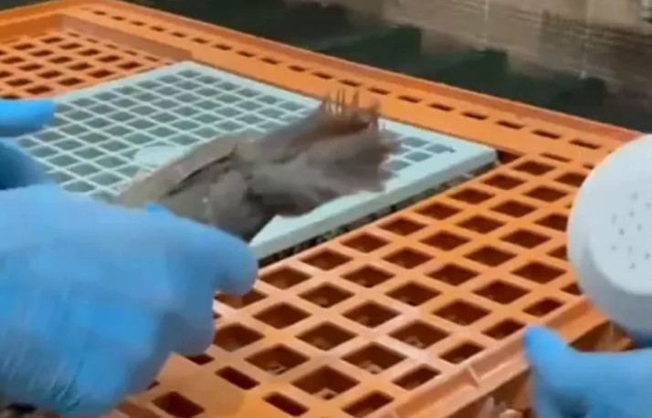 Keklikler Doğaya Yeniden Salınıyor